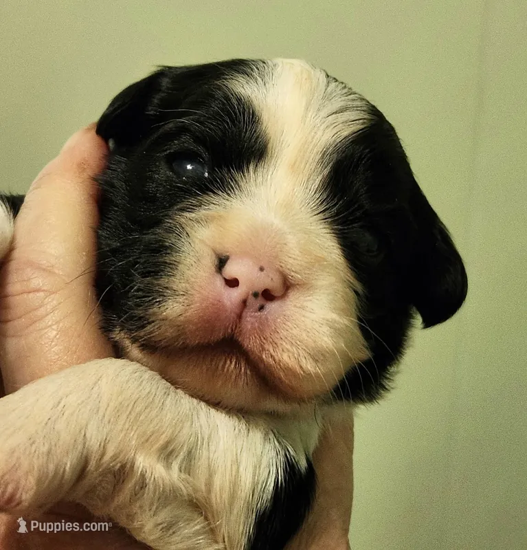 Frenchie Doodle 3 – French Bulldog, Poodle - Miniature  puppy for sale in Spokane, WA