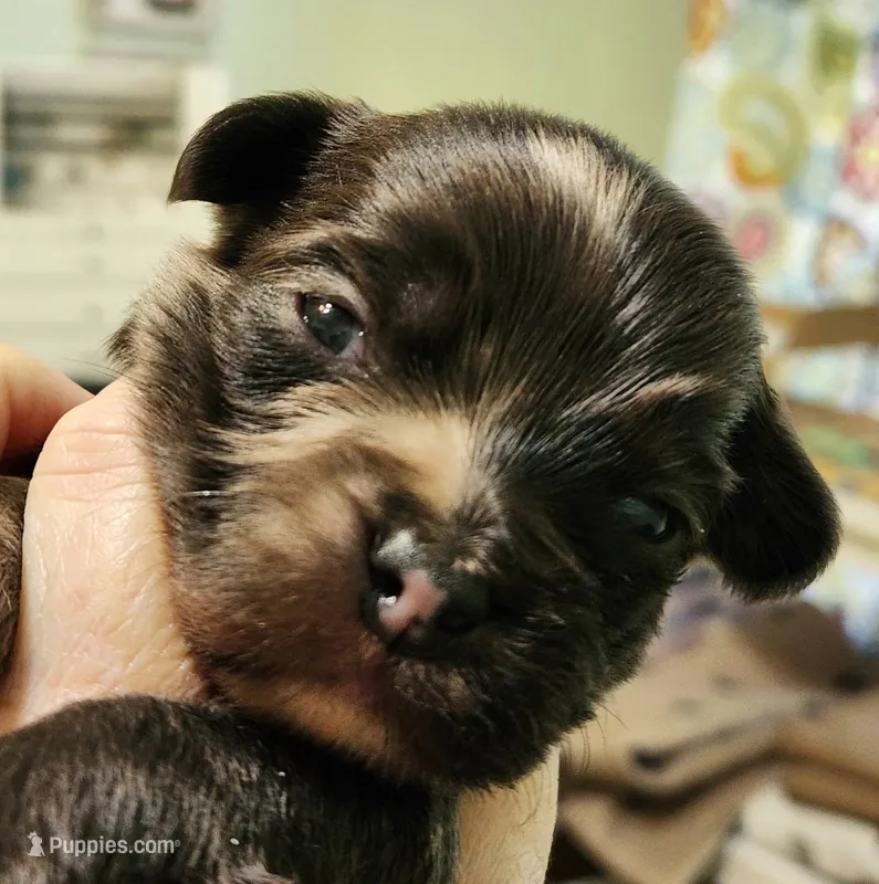 Frenchie Doodle 2 – French Bulldog, Poodle - Miniature  puppy for sale in Spokane, WA