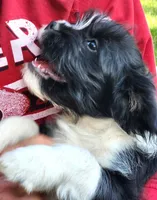 Frenchie Doodle 1, a male French Bulldog and Poodle - Miniature  for sale in Spokane, WA – 6 of 9