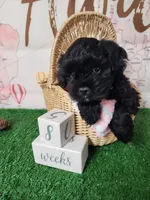 Frenchie Doodle 6, a male French Bulldog and Poodle - Miniature  for sale in Spokane, WA – 3 of 7