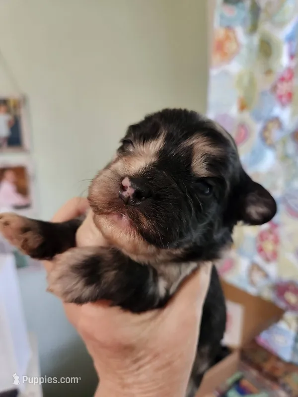 Frenchie Doodle 4 – French Bulldog, Poodle - Miniature  puppy for sale in Spokane, WA