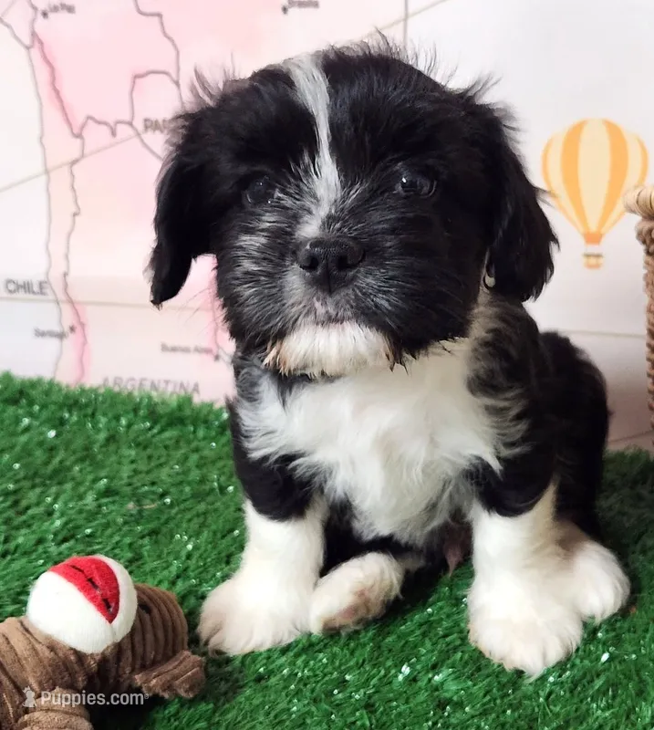 Frenchie Doodle 1 – French Bulldog, Poodle - Miniature  puppy for sale in Spokane, WA