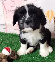 Frenchie Doodle 1, a male French Bulldog and Poodle - Miniature  for sale in Spokane, WA – 3 of 10