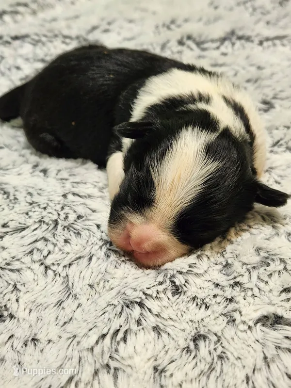 Frenchie Doodle 3 – French Bulldog, Poodle - Miniature  puppy for sale in Spokane, WA