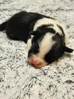 Frenchie Doodle 3, a female French Bulldog and Poodle - Miniature  for sale in Spokane, WA – 1 of 4