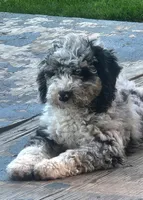 Jin, a male Sheepadoodle for sale in Spokane, WA – 1 of 6