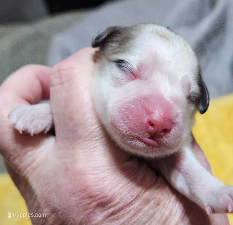 Mini Sheepadoodle #2 – Sheepadoodle puppy for sale in Spokane, WA