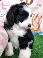 Mini Sheepadoodle #5, a female Sheepadoodle for sale in Spokane, WA – 9 of 9