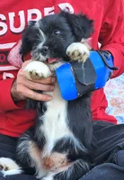Frenchie Doodle 1, a male French Bulldog and Poodle - Miniature  for sale in Spokane, WA – 8 of 9