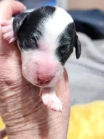 Mini Sheepadoodle #3, a male Sheepadoodle for sale in Spokane, WA – 3 of 3