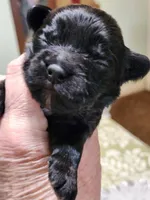 Frenchie Doodle 6, a male French Bulldog and Poodle - Miniature  for sale in Spokane, WA – 3 of 6