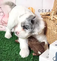 Giorgio, a male French Bulldog and Poodle - Miniature  for sale in Spokane, WA – 6 of 9
