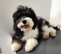 Frenchie Doodle, a  French Bulldog and Poodle - Miniature  for sale in Spokane, WA – 4 of 4