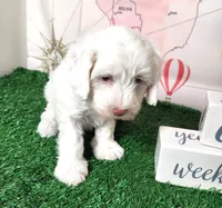 Mini Sheepadoodle #9, a male Sheepadoodle for sale in Spokane, WA – 5 of 10
