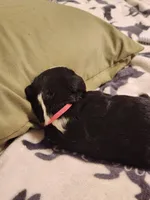 Chanel, a female Sheepadoodle for sale in Spokane, WA – Photo 2 of 3