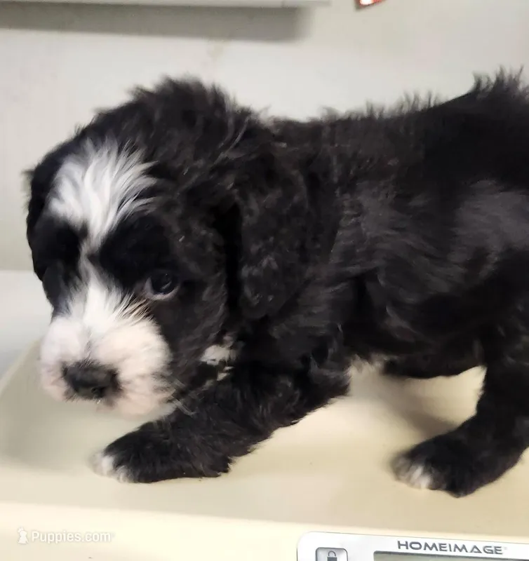 Chanel – Sheepadoodle puppy for sale in Spokane, WA