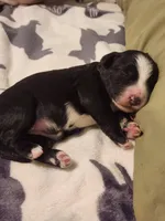 Chanel, a female Sheepadoodle for sale in Spokane, WA – Photo 1 of 3