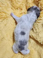 Mini Sheepadoodle #2, a male Sheepadoodle for sale in Spokane, WA – 2 of 3