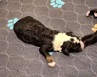 Dior, a male Sheepadoodle for sale in Spokane, WA – Photo 2 of 10