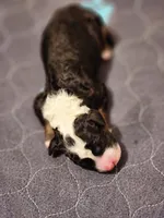 Dior, a male Sheepadoodle for sale in Spokane, WA – Photo 1 of 10