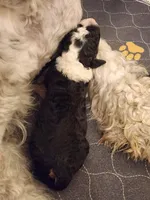 Dior, a male Sheepadoodle for sale in Spokane, WA – Photo 10 of 10