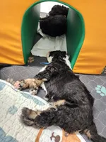 Dior, a male Sheepadoodle for sale in Spokane, WA – Photo 9 of 9