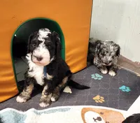 Dior, a male Sheepadoodle for sale in Spokane, WA – Photo 6 of 9
