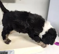 Dior, a male Sheepadoodle for sale in Spokane, WA – Photo 7 of 9