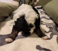 Dior, a male Sheepadoodle for sale in Spokane, WA – Photo 6 of 10