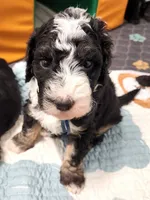 Dior, a male Sheepadoodle for sale in Spokane, WA – Photo 2 of 9