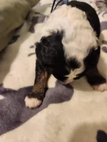 Dior, a male Sheepadoodle for sale in Spokane, WA – Photo 7 of 10