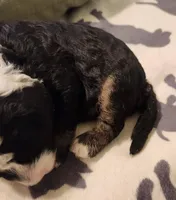 Dior, a male Sheepadoodle for sale in Spokane, WA – Photo 5 of 10