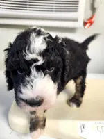 Dior, a male Sheepadoodle for sale in Spokane, WA – Photo 3 of 9