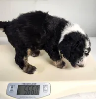 Dior, a male Sheepadoodle for sale in Spokane, WA – Photo 4 of 9