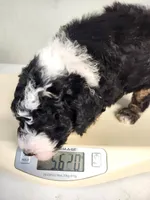 Dior, a male Sheepadoodle for sale in Spokane, WA – Photo 8 of 9