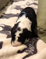 Dior, a male Sheepadoodle for sale in Spokane, WA – Photo 4 of 10