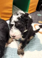 Dior, a male Sheepadoodle for sale in Spokane, WA – Photo 1 of 9
