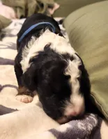 Dior, a male Sheepadoodle for sale in Spokane, WA – Photo 3 of 10