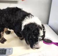 Dior, a male Sheepadoodle for sale in Spokane, WA – Photo 5 of 9