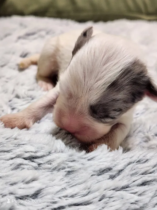 Frenchie Doodle 5 – French Bulldog, Poodle - Miniature  puppy for sale in Spokane, WA