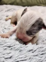 Frenchie Doodle 5, a male French Bulldog and Poodle - Miniature  for sale in Spokane, WA – 1 of 4