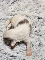 Frenchie Doodle 5, a male French Bulldog and Poodle - Miniature  for sale in Spokane, WA – 4 of 4