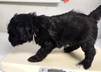 Armani, a male Sheepadoodle for sale in Spokane, WA – Photo 4 of 8