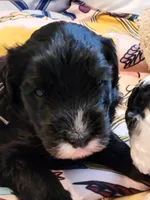 Armani, a male Sheepadoodle for sale in Spokane, WA – Photo 3 of 8