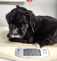 Armani, a male Sheepadoodle for sale in Spokane, WA – Photo 2 of 8