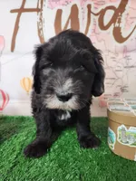 Armani, a male Sheepadoodle for sale in Spokane, WA – Photo 8 of 8