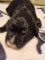 Armani, a male Sheepadoodle for sale in Spokane, WA – Photo 1 of 3