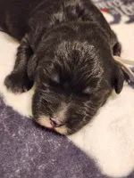 Armani, a male Sheepadoodle for sale in Spokane, WA – Photo 2 of 3