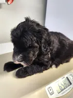 Armani, a male Sheepadoodle for sale in Spokane, WA – Photo 6 of 8