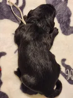 Armani, a male Sheepadoodle for sale in Spokane, WA – Photo 3 of 3